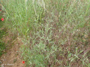 <i>Torilis arvensis </i>(Huds.) Link, 1821 subsp.<i> arvensis</i> © 