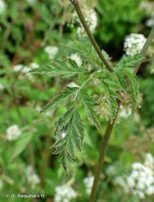 <i>Torilis japonica</i> (Houtt.) DC., 1830 © O. Roquinarc'h