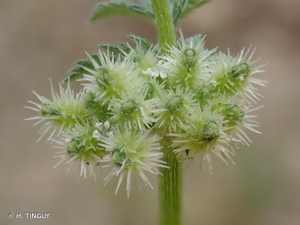 <i>Torilis nodosa </i>subsp.<i> webbii</i> (Jury) Kerguélen, 1998 © H. TINGUY
