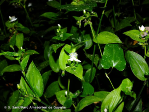 <i>Tradescantia fluminensis</i> Vell., 1829 © S. Sant/Parc Amazonien de Guyane