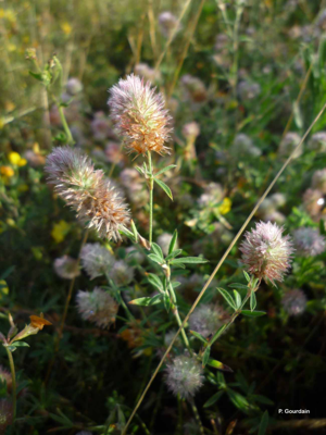 <i>Trifolium arvense</i> L., 1753 © P. Gourdain