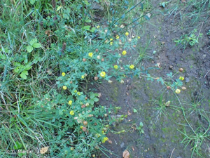 <i>Trifolium aureum</i> Pollich, 1777 © Y. Martin