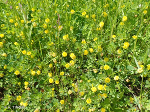 <i>Trifolium campestre</i> Schreb., 1804 © H. TINGUY