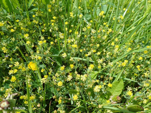 <i>Trifolium dubium</i> Sibth., 1794 © H. TINGUY