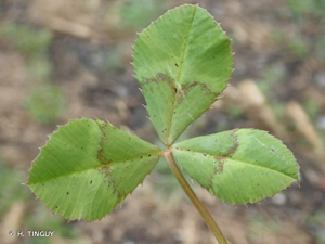 <i>Trifolium hybridum </i>L., 1753 var.<i> hybridum</i> © H. TINGUY