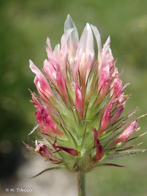 <i>Trifolium incarnatum </i>var.<i> molinerii</i> (Balb. ex Hornem.) DC., 1815 © H. TINGUY