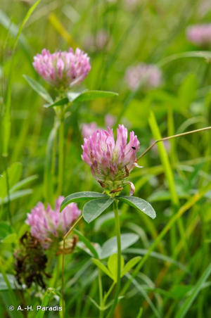 <i>Trifolium medium</i> L., 1759 © A.-H. Paradis