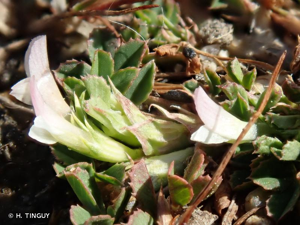 <i>Trifolium ornithopodioides</i> L., 1753 © H. TINGUY