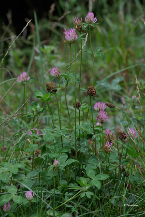 <i>Trifolium pratense</i> L., 1753 © P. Gourdain