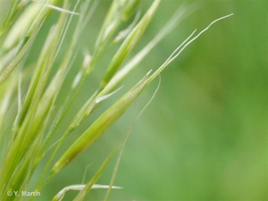 <i>Trisetum flavescens </i>(L.) P.Beauv., 1812 subsp.<i> flavescens</i> © 