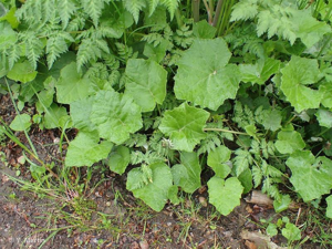 <i>Tussilago farfara</i> L., 1753 © 