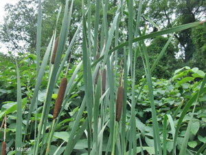 <i>Typha latifolia</i> L., 1753 © 