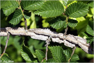 <i>Ulmus minor</i> Mill., 1768 © 