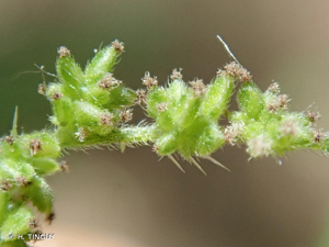 <i>Urtica dioica</i> L., 1753 © H. TINGUY