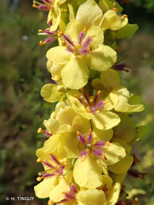 <i>Verbascum nigrum</i> L., 1753 © H. TINGUY