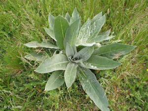 <i>Verbascum pulverulentum</i> Vill., 1779 © 