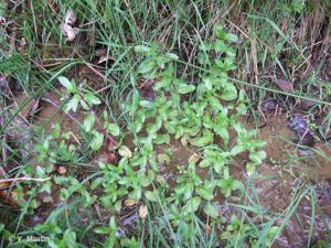<i>Veronica beccabunga</i> L., 1753 © 