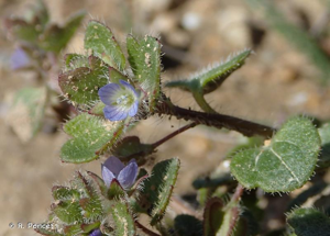 <i>Veronica hederifolia</i> L., 1753 © R. Poncet