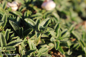 <i>Veronica spicata</i> L., 1753 © O. Roquinarc'h