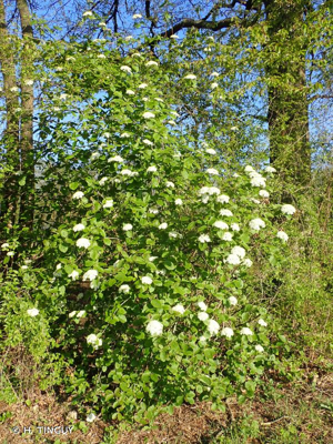 <i>Viburnum lantana</i> L., 1753 © H. TINGUY