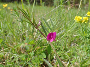 <i>Vicia angustifolia</i> L., 1759 © 
