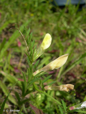 <i>Vicia lutea</i> L., 1753 © O. Escuder