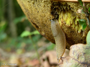 <i>Arion ater rufus</i> (Linnaeus, 1758) © X. Cucherat