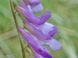 <i>Vicia villosa</i> Roth, 1793 © 