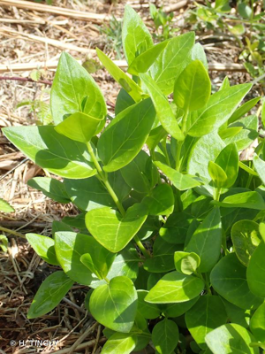 <i>Vinca major</i> L., 1753 © H. TINGUY