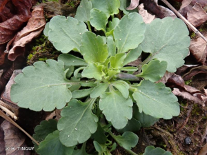 <i>Viola arvensis</i> Murray, 1770 © H. TINGUY