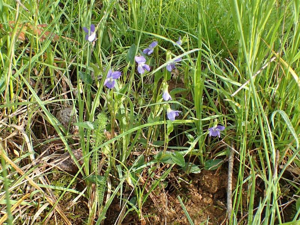 <i>Viola canina </i>L., 1753 subsp.<i> canina</i> © 