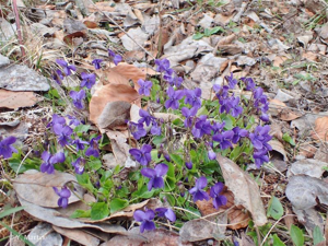 <i>Viola odorata</i> L., 1753 © 