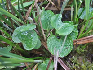 <i>Viola palustris</i> L., 1753 © 