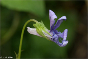<i>Viola reichenbachiana</i> Jord. ex Boreau, 1857 © 