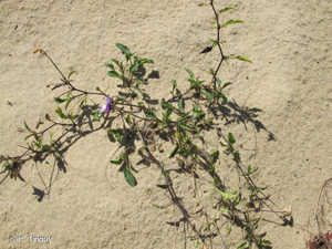 <i>Viola tricolor </i>subsp.<i> curtisii</i> (E.Forst.) Syme, 1864 © H. Tinguy