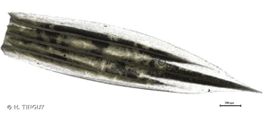 <i>Vulpia myuros</i> (L.) C.C.Gmel., 1805 © H. TINGUY