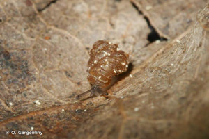 <i>Acanthinula aculeata</i> (O.F. Müller, 1774) © O. Gargominy