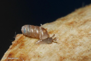 <i>Truncatellina callicratis</i> (Scacchi, 1833) © O. Gargominy