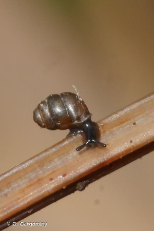 <i>Vertigo antivertigo</i> (Draparnaud, 1801) © O. Gargominy