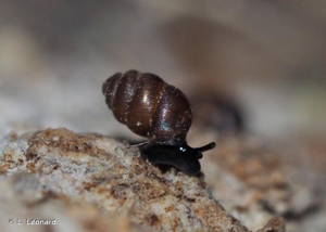 <i>Vertigo pygmaea</i> (Draparnaud, 1801) © L. Léonard