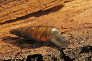 <i>Balea perversa</i> (Linnaeus, 1758) © O. Gargominy