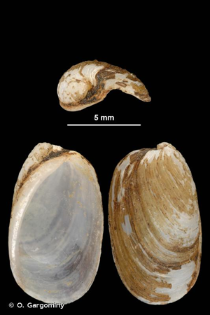 <i>Testacella maugei</i> A. Férussac, 1819 © O. Gargominy