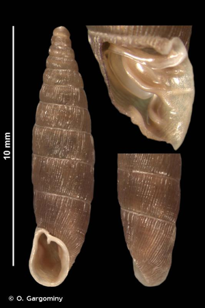 <i>Clausilia bidentata bidentata</i> (Strøm, 1765) © O. Gargominy