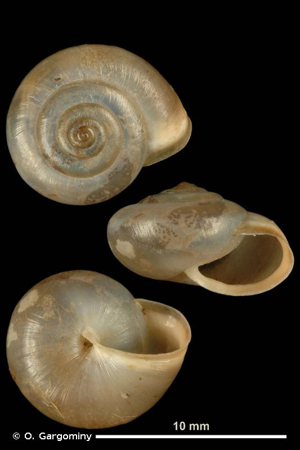 <i>Monacha cartusiana</i> (O.F. Müller, 1774) © O. Gargominy