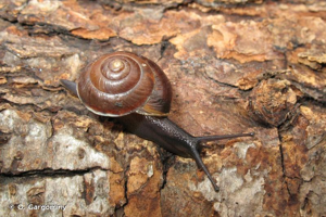 <i>Hygromia cinctella</i> (Draparnaud, 1801) © O. Gargominy
