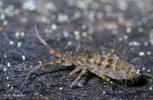 <i>Orchesella villosa</i> (Geoffroy, 1762) © C. Quintin