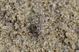 <i>Cylindera trisignata trisignata</i> (Dejean <i>in</i> Latreille & Dejean, 1822) © J. Touroult