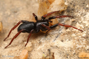 <i>Trachyzelotes pedestris</i> (C.L. Koch, 1837) © N. Henon
