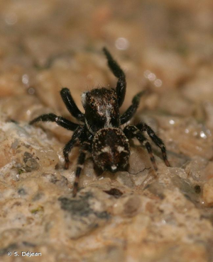 <i>Pseudeuophrys erratica</i> (Walckenaer, 1826) © S. Déjean