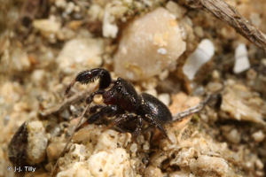 <i>Sibianor aurocinctus</i> (Ohlert, 1865) © J-J. Tilly